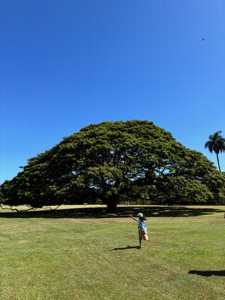 ハワイの旅㉑～この木なんの木
