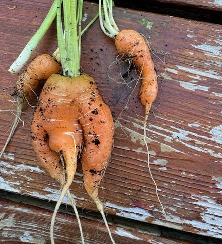 人参の収穫～家庭菜園