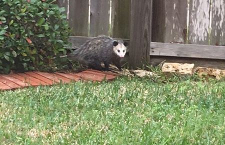 キタオポッサム