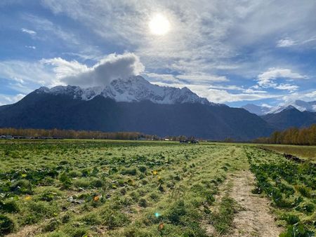パンプキンパッチで野菜の収穫
