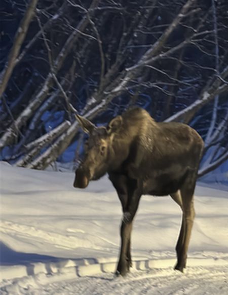 今週の日常～オリンピック観戦