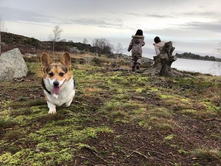 愛犬のプレイデート