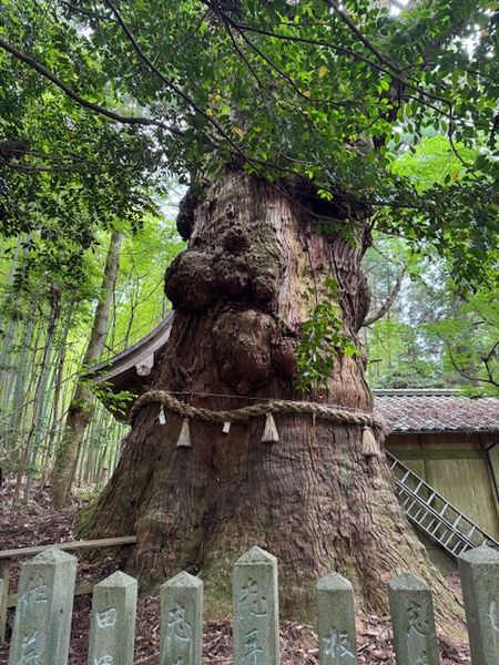 宇奈岐日女神社～大杵社～由布川渓谷～龍昇の滝