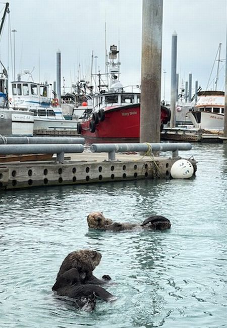 Homer旅行②～Spitにいる生き物たち