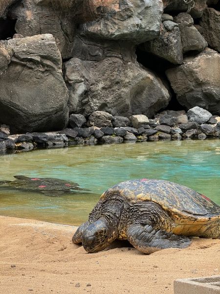 ハワイの旅㉔（完）～水族館