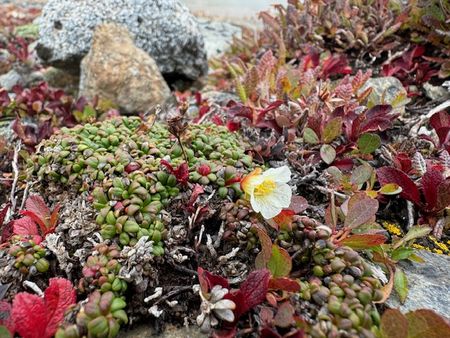 Wolverine Peak Trail～紅葉の絨毯と食
