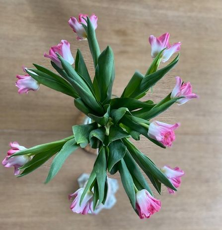 小学館世界J文学館