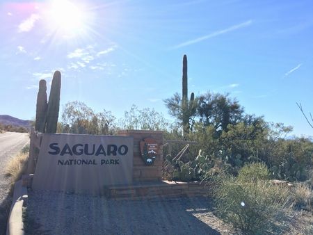 ロードトリップ7～Saguaro National Park (east)