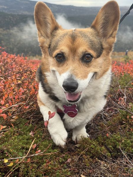 ９月以降のこまごま活動記録