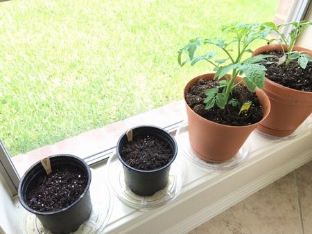 キッチンガーデン2