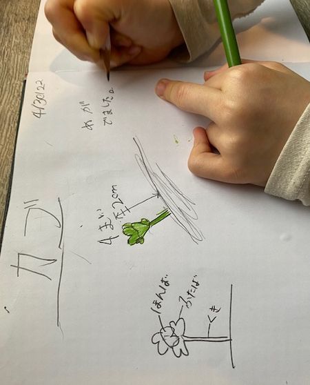 家庭菜園～長女の観察記