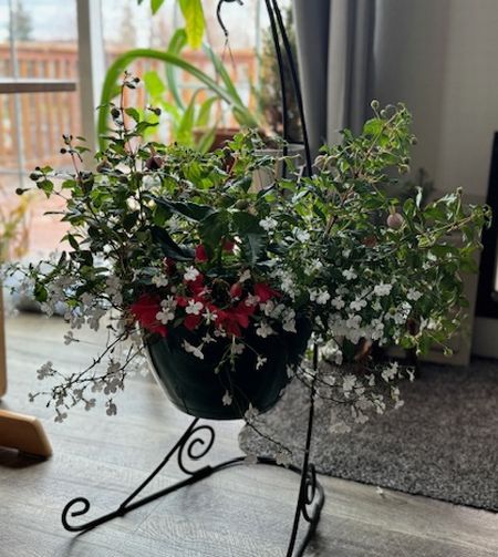 ファーマーズマーケット～母の日