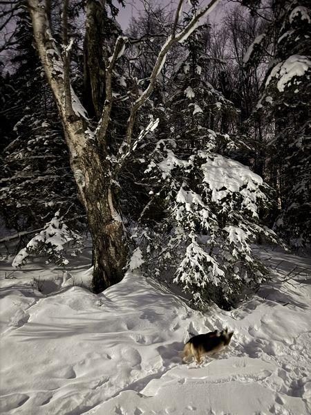 プレイデートと読書