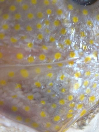 たいのおかしら