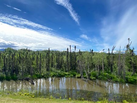 歩いたらクマに遭えた♪