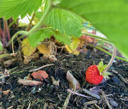 家庭菜園～いちご