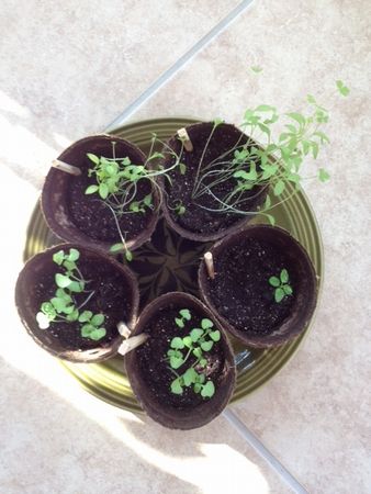 アマゾンの種～芽生え