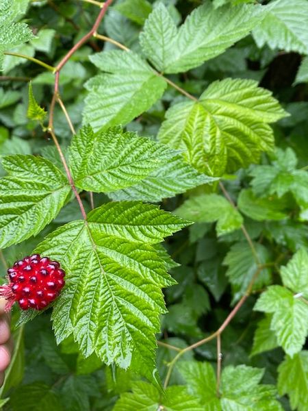 Kodiak島～サーモンベリー摘み
