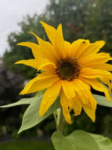 ミドルスクール雑感