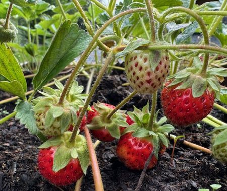 家と心を整える～家庭菜園
