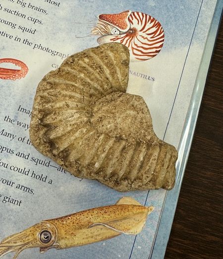 ボランティア20-21週目の感想