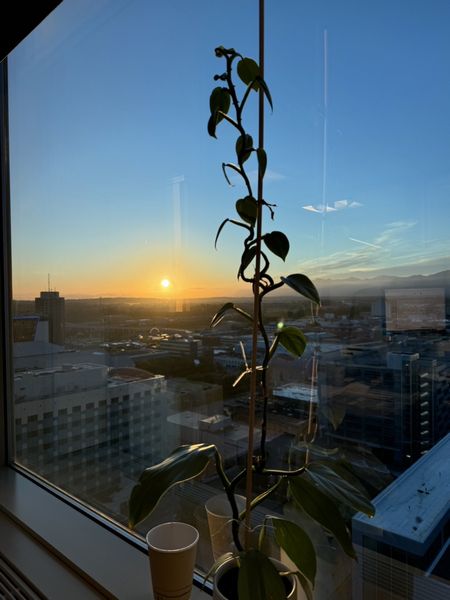 お金のはなし～新札