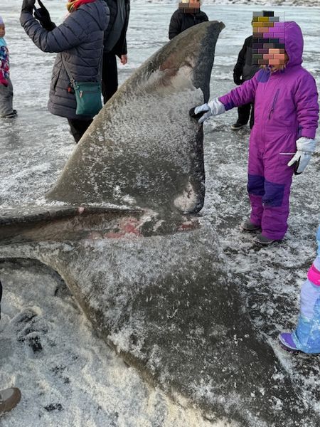 クジラに触ってきた