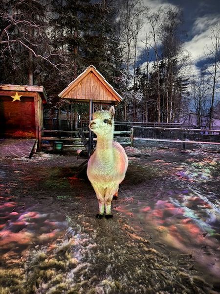 動物園のライトアップ～子ども時代の記憶