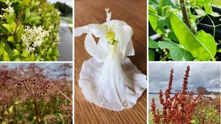 夏休み7週目の記録