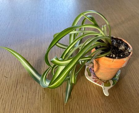 母の日～役に立ってる認定