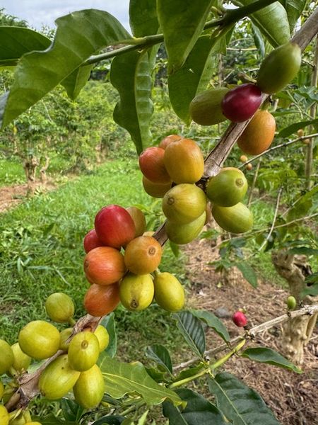 ハワイの旅⑥～コーヒー？シャンパン？