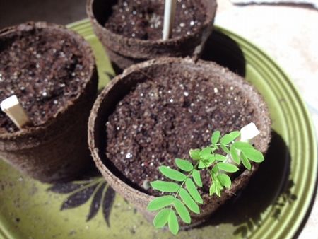 アマゾンの種～発芽