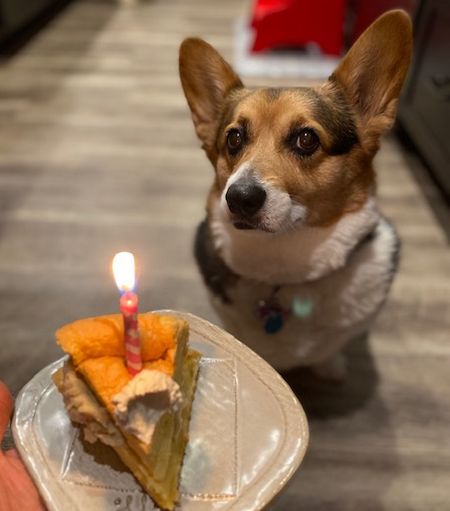 散歩の相棒、9歳に