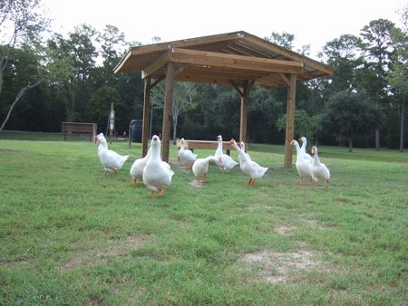 ことりっぷ～Tomball～