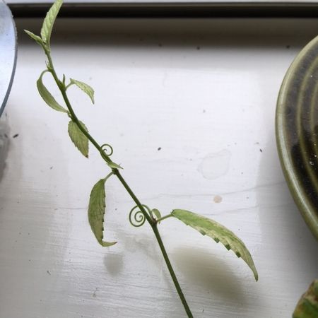 アマゾン種のカール