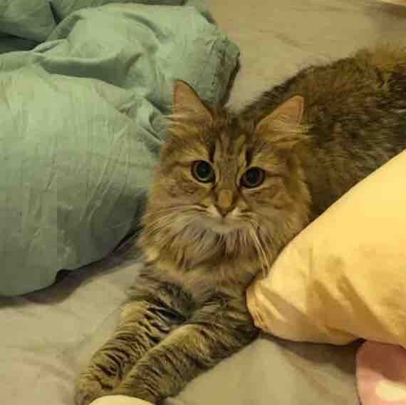 毎日カレンは大冒険してますニャ ねこのブログ