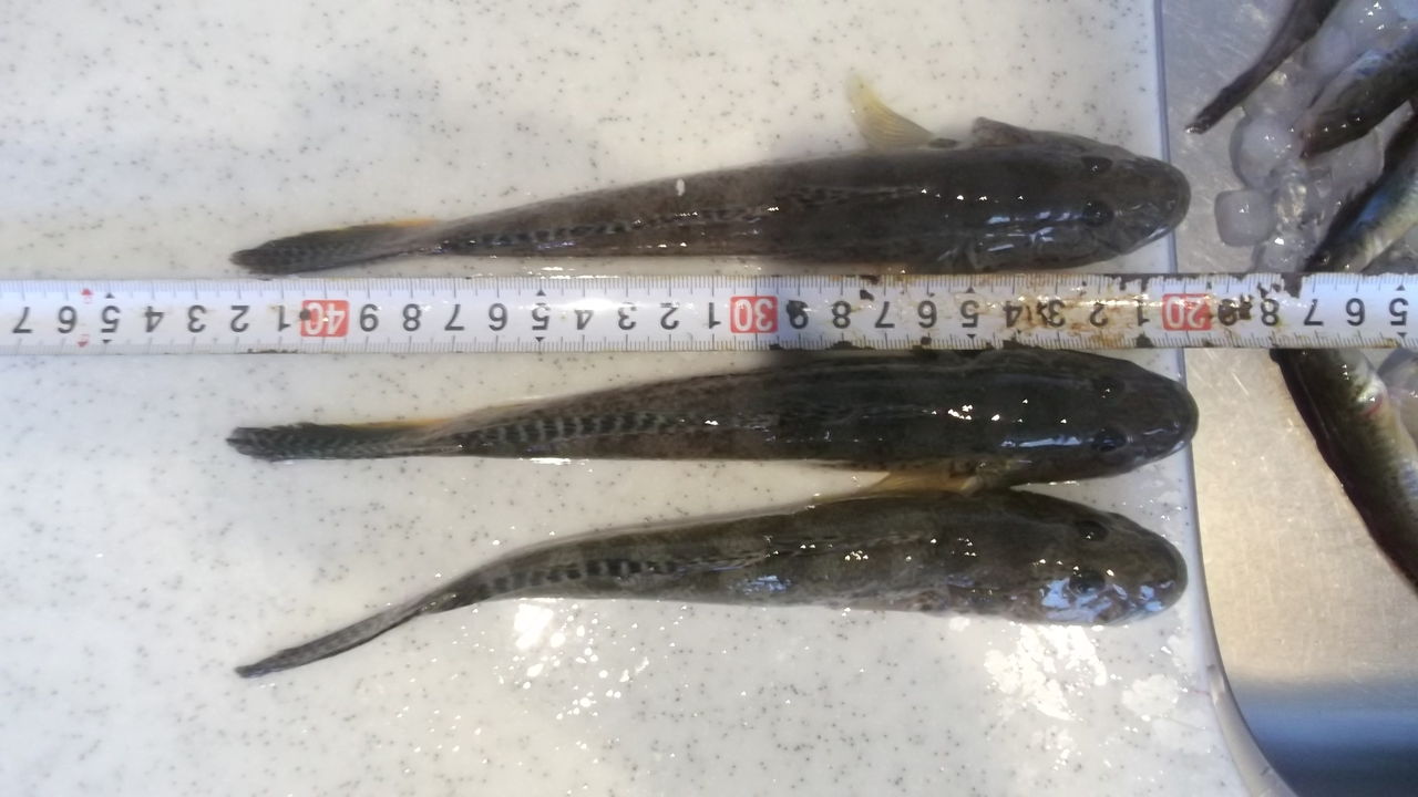 今日もハゼ狙いに行きました 30cmオーバー出ませんでした 海釣り みさご丸 のblog 今日もハゼ狙いに行きました 30cmオーバー出ませんでした 海釣り みさご丸 のblog