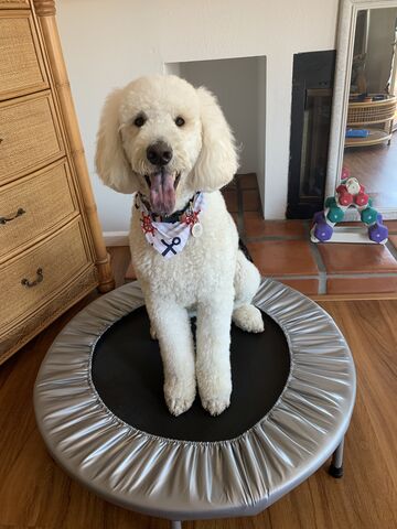 バッちゃんのトランポリン修行は続くよどこまでも サンディエゴライフ 今昔