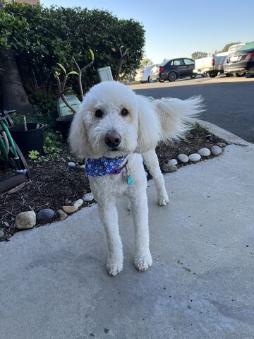 久々のサーフィン復活 サンディエゴライフ 今昔