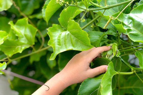 gardening-passionfruit03