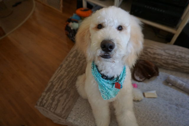 ずぶの素人からなんとかがんばります サンディエゴライフ 今昔