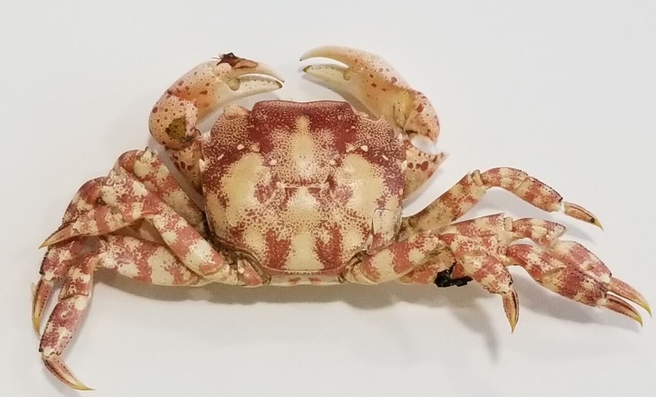 イソガニ マダラ模様のカラフルな蟹です Misakiwonderのblog イソガニ マダラ模様のカラフルな蟹です Misakiwonderのblog