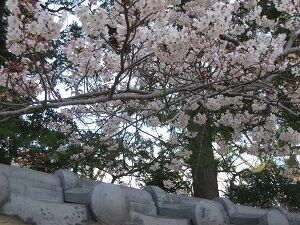 IMG_8816