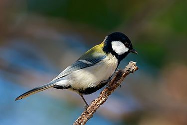 Japanese_tit_in_Suita,_Osaka,_November_2016_-_683