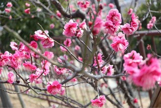 IMG_7195