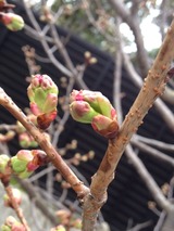 2015-03-16-12-39-33