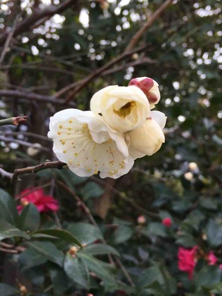 IMG_6771