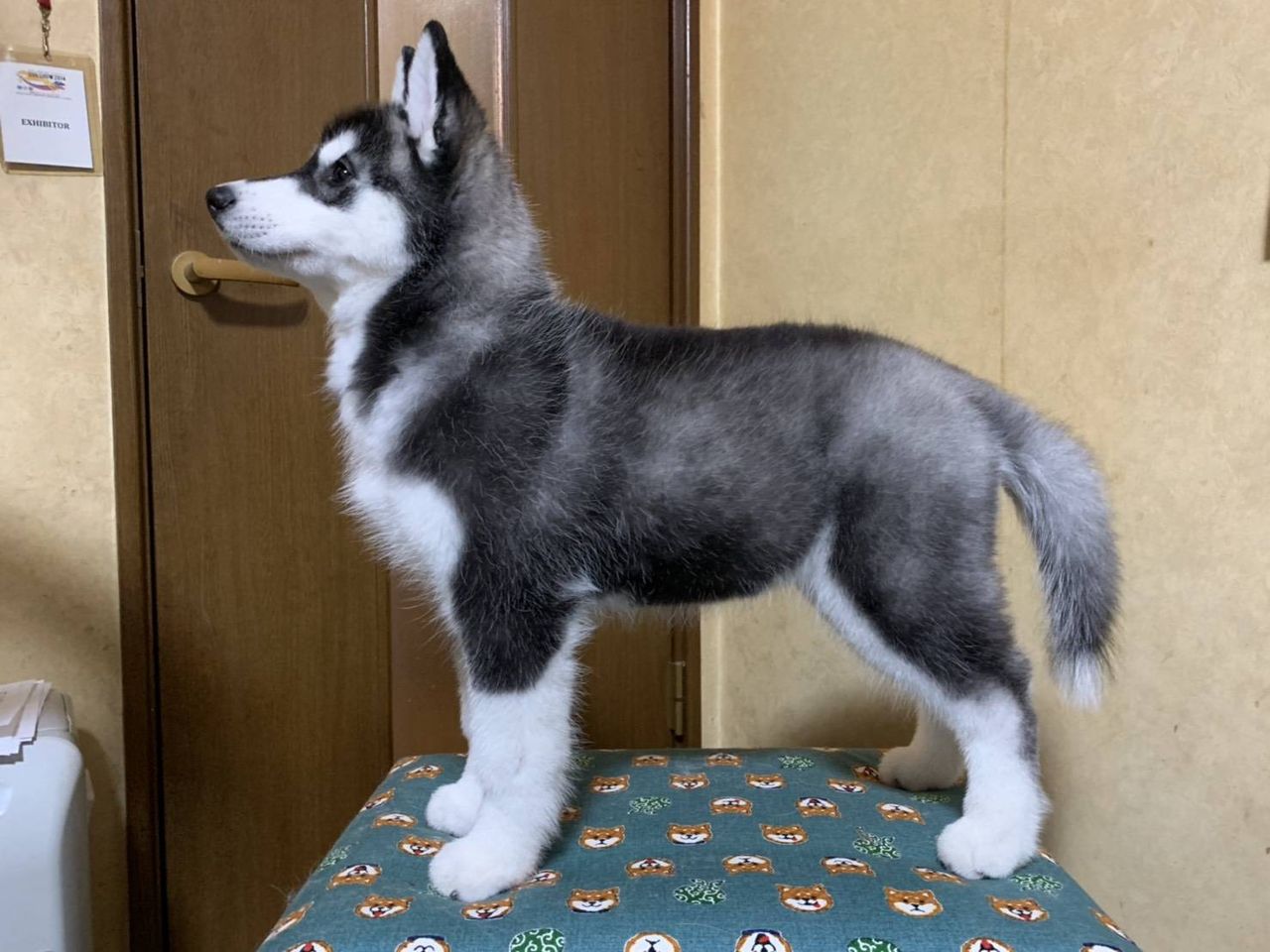ハスキー子犬 オスメス Misanga Kennel