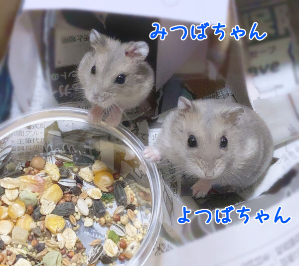 ジャンガリアンハムスターを２匹飼い始めました みさとんの 晴好雨奇diary