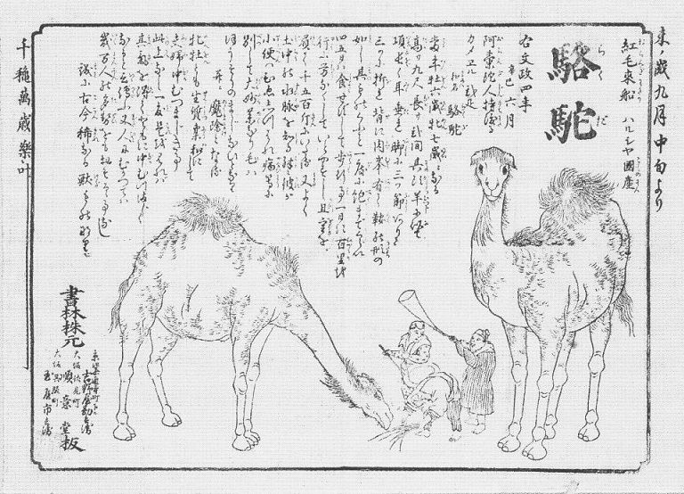 文政六年（1823）癸未 駱駝の見世物（大阪・京都） : 見世物興行年表